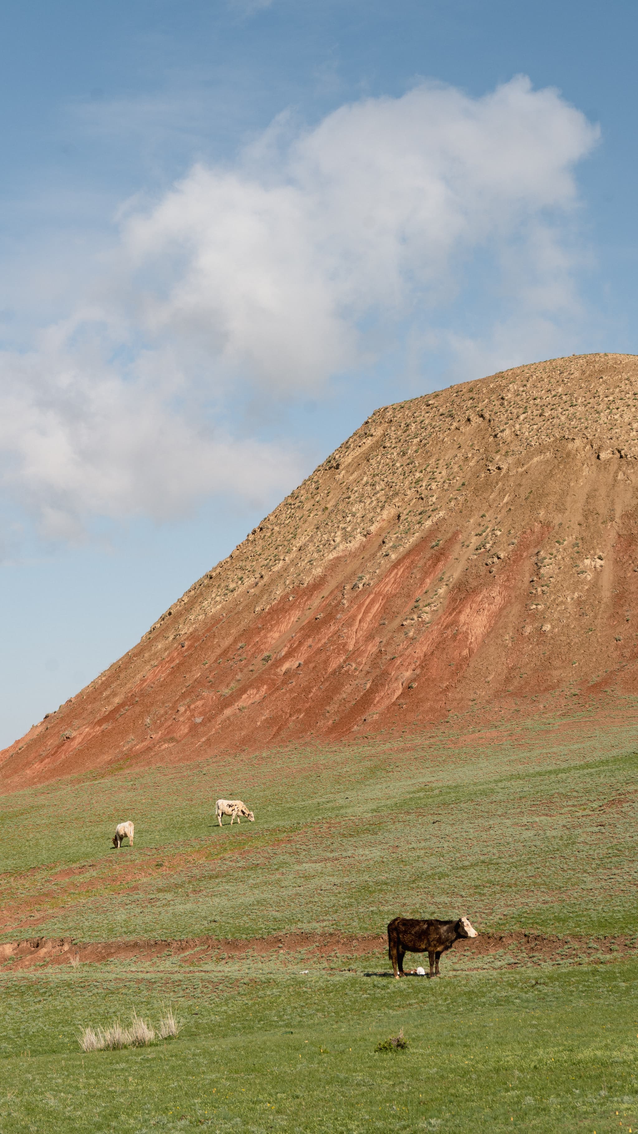 A grassy landscape with cows grazing in the foreground and a large, reddish-brown hill under a partly cloudy sky